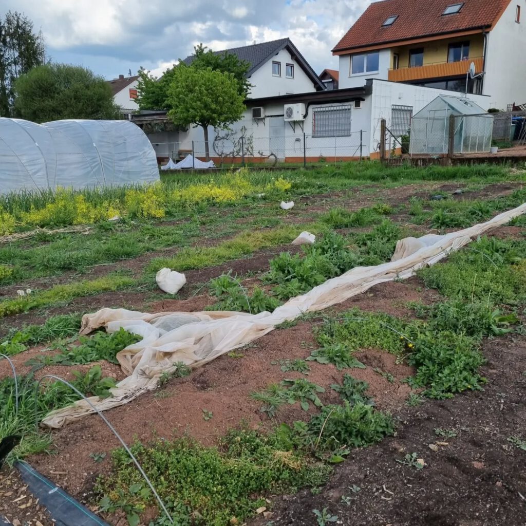 Instagram post from stadtgemuese_fulda. This post is in position 4.